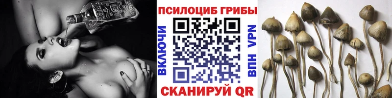 Псилоцибиновые грибы Psilocybe Новошахтинск